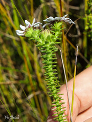 Osmitopsis parvifolia