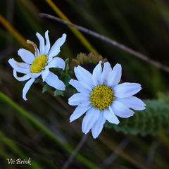 Osmitopsis parvifolia