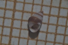 Barleeia unifasciata