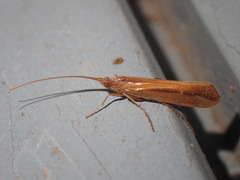 Limnephilus vittatus