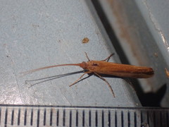 Limnephilus vittatus