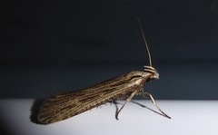 Anisoplaca ptyoptera