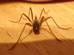 Chionea alpina