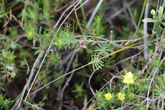 Gompholobium pinnatum