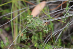 Gompholobium pinnatum