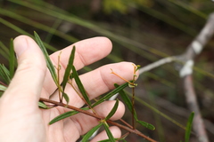 Zieria laxiflora