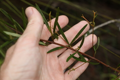 Zieria laxiflora
