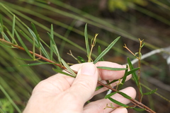 Zieria laxiflora