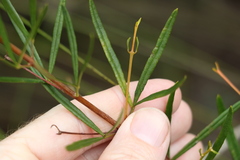 Zieria laxiflora