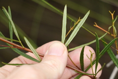 Zieria laxiflora