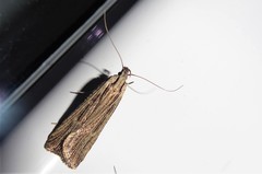 Anisoplaca ptyoptera