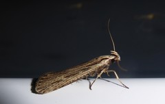 Anisoplaca ptyoptera
