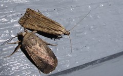 Anisoplaca ptyoptera