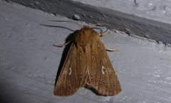 Ichneutica phaula