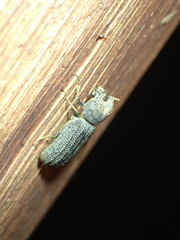 Bostrychoplites cornutus