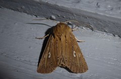 Ichneutica phaula