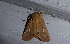 Ichneutica phaula