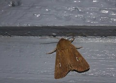 Ichneutica phaula