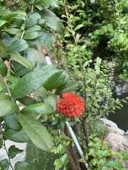 Combretum constrictum