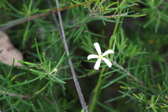 Ricinocarpos pinifolius
