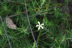 Ricinocarpos pinifolius