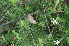 Ricinocarpos pinifolius