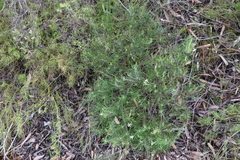 Ricinocarpos pinifolius