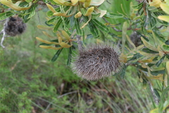 Banksia aemula