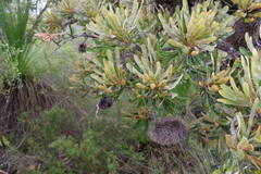 Banksia aemula