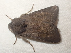 Aporophyla lutulenta