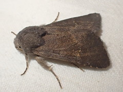 Aporophyla lutulenta