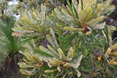 Banksia aemula