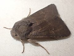 Aporophyla lutulenta