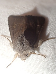 Aporophyla lutulenta