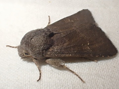Aporophyla lutulenta