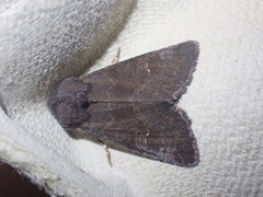 Aporophyla lutulenta