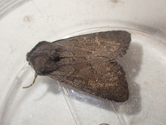 Aporophyla lutulenta
