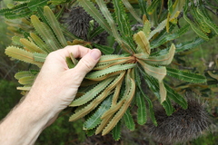 Banksia aemula