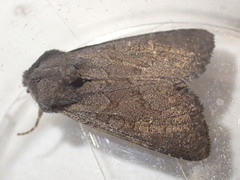 Aporophyla lutulenta