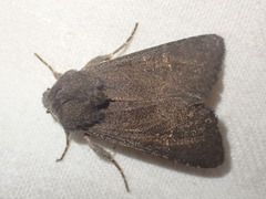 Aporophyla lutulenta