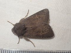 Aporophyla lutulenta