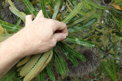 Banksia aemula