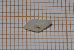 Propebela
