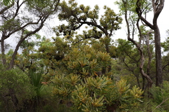 Banksia aemula
