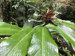 Alpinia arctiflora