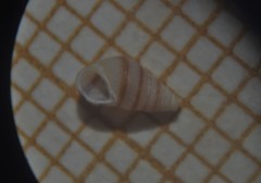 Cingula trifasciata