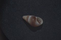 Barleeia unifasciata