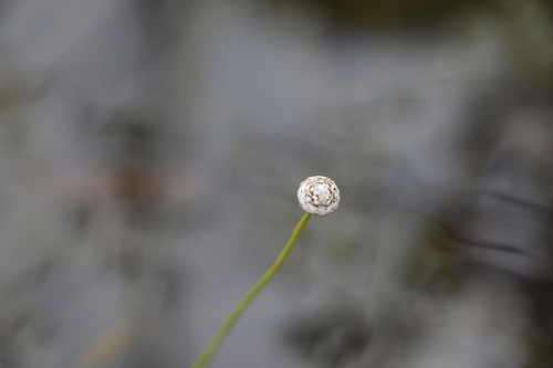 Eriocaulon australe (Eriocaulon australe)