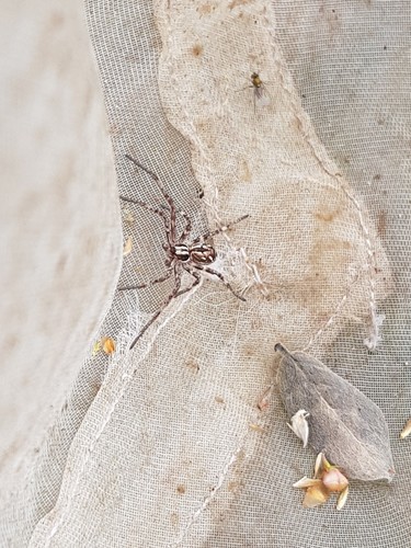 Attractive Running Crab Spider, vogelkoje amrum, photo 10 of 10