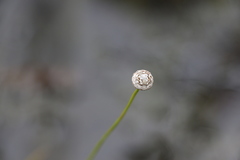 Eriocaulon australe